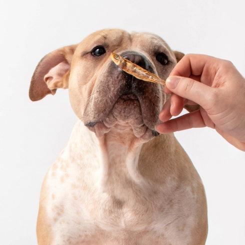 Polkadog Atlantic Silverside 2.5oz